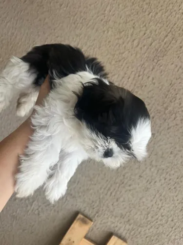 Vende-se filhote de shiatsu fêmea com 3 meses