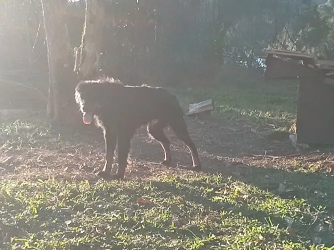 Doação de cão