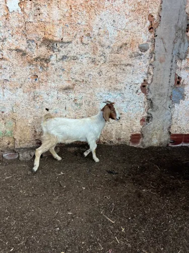 Cabra Boer pura