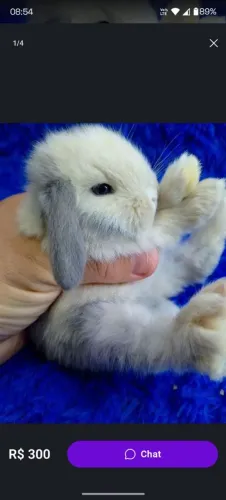 Mini coelho de alto padrão