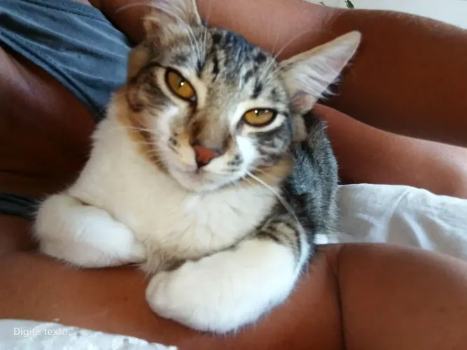 Doação de duas gatas fêmeas castradass