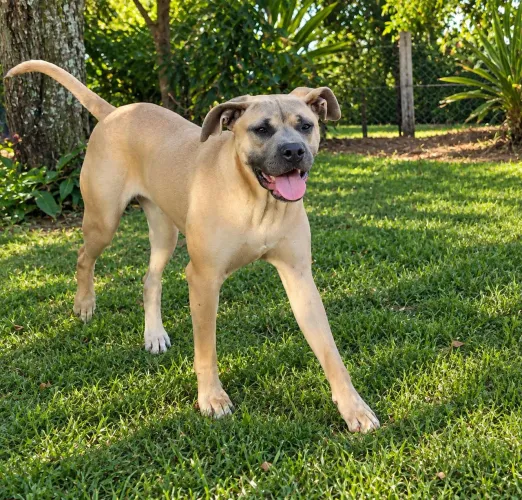 Cane Corso machos pronto pra guarda com pedigree