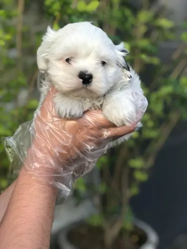 Shih Tzu - Fêmea linda com 52 dias, suporte veterinário- Dani