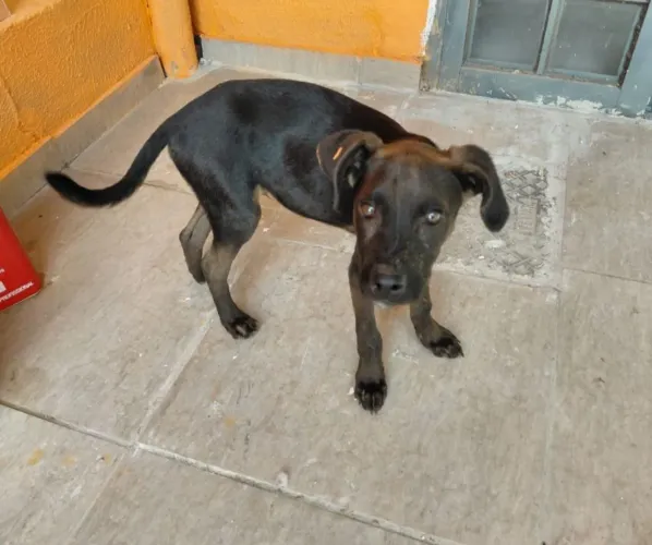 Doação de cachorro