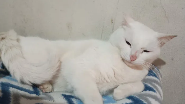 Gatinha pra doação