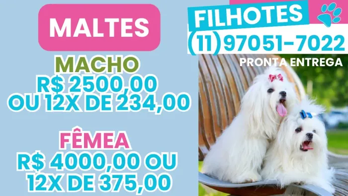 Maltes Filhotes com Pedigree 