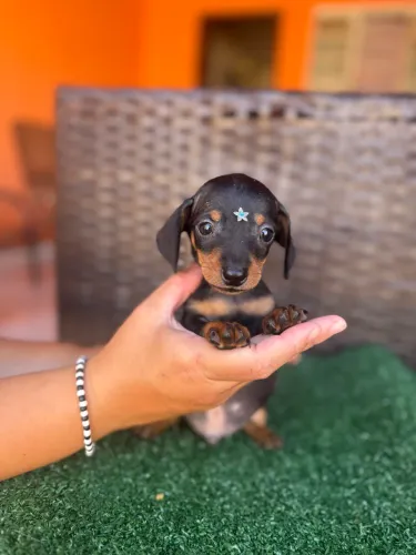 Dachshund macho disponível