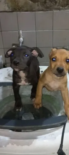 Filhote de pitbull macho com 2 mês e de vida
