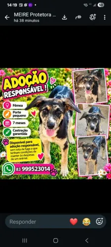 Adoção de linda e carinhosa cachorrinha de 7 meses.