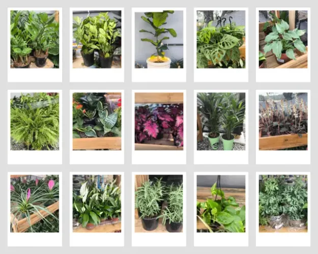 Plantas em variedades