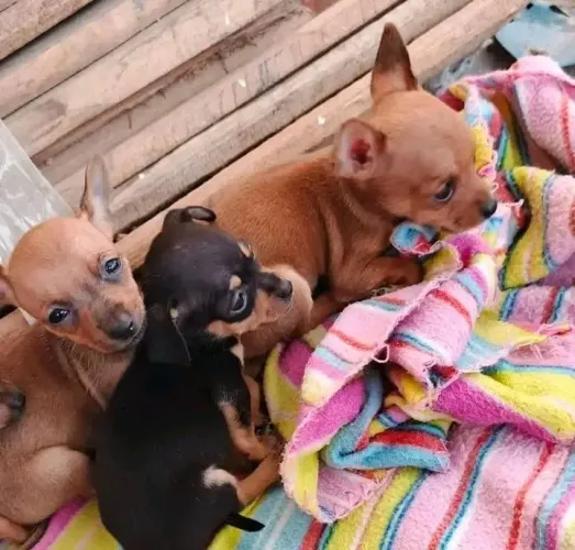 Pinscher Miniatura OO