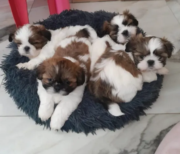 Filhotes de Shih-tzu (3 machos)