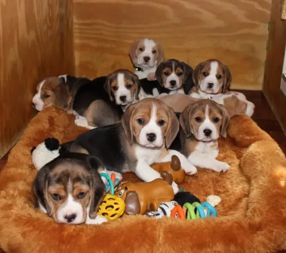 bbeagles animaddos para sua casa