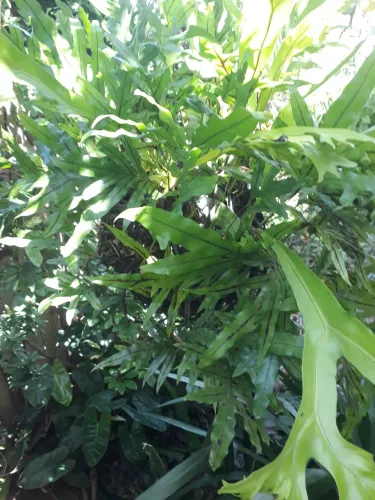 Cesta de planta