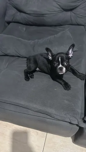 Bulldog Francês