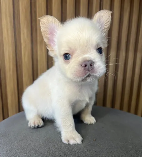 Bulldog francês Fluffy 