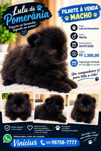 Vendo filhotes macho lulu da pomerania Spitz alemão