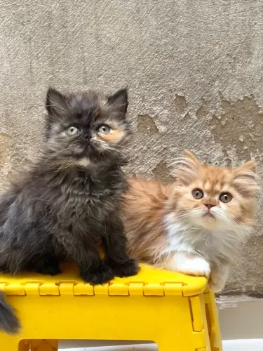 Gatinhas persa