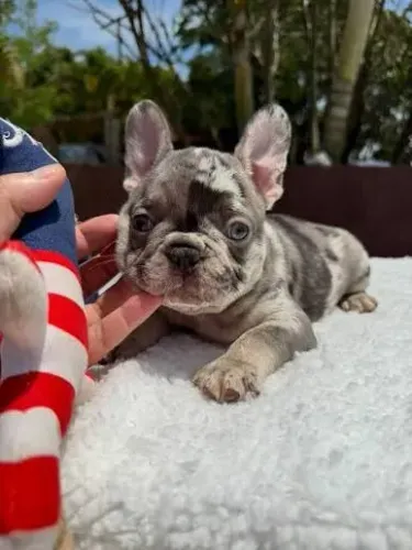 doação de cachorro Bulldog francês