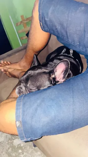 Buldogue francês puro novo