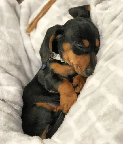 Dachshund: Um Pequeno Companheiro Para Grandes Momentos