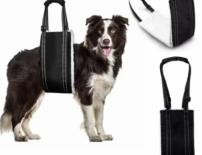 Suporte para cachorro