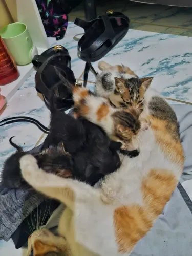 Filhotes para adoção 