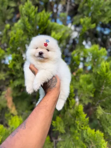 Lulu da pomerania anão padrão ursinho 