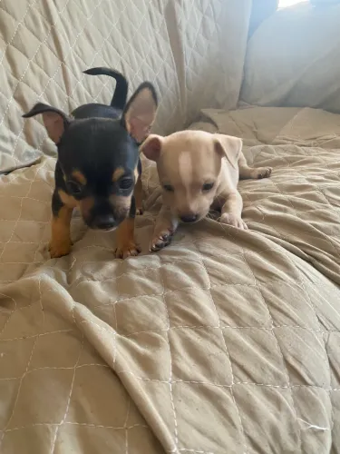 Filhote de Pinscher a venda