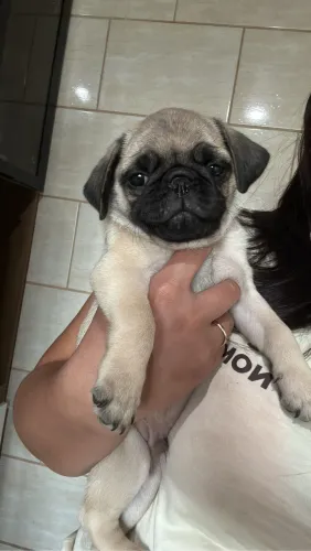 Filhote De Pug Machinho Disponível (venda)