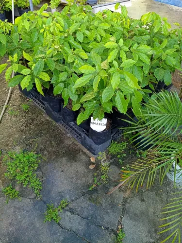Mudas de Ypê amarelo (plantas)