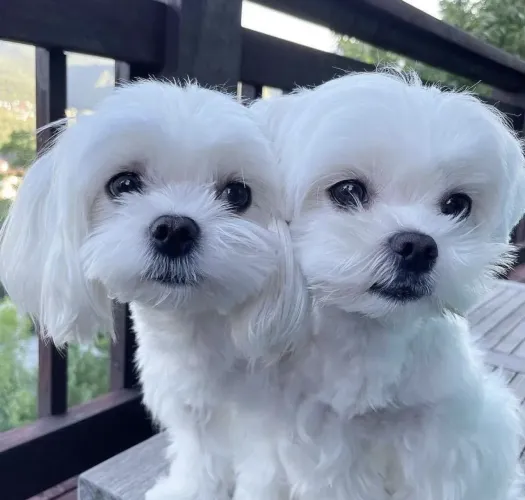 Maltês Um doguinho que chama atenção desde a primeira foto