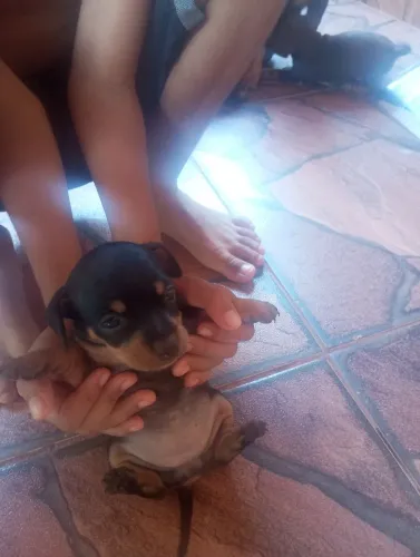Pinscher
