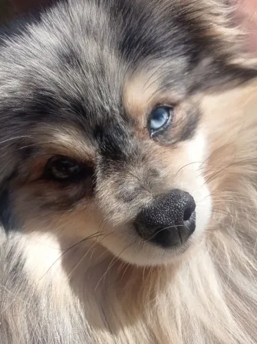 Macho para cruza spitz alemão 