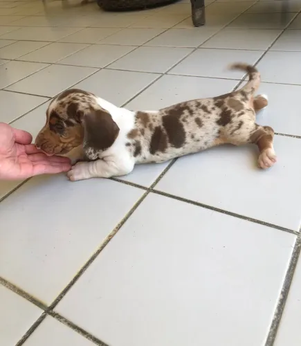 Filhote de dachshund arlequim