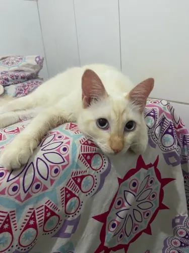 Gato macho para adoção
