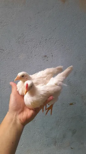 Garnizé disponível para venda 