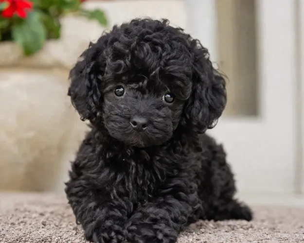 Poodle black vacinado promoção Dia dos Pais