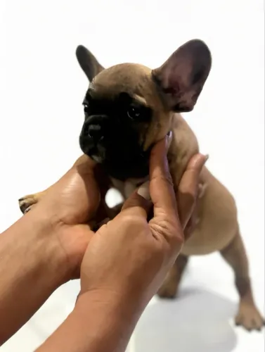 Cachorro buldogue francês