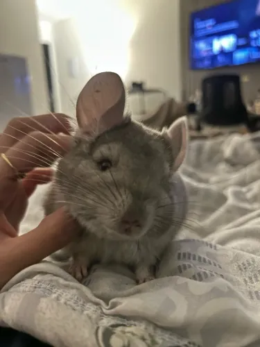 Chinchila macho 6 meses para doação 