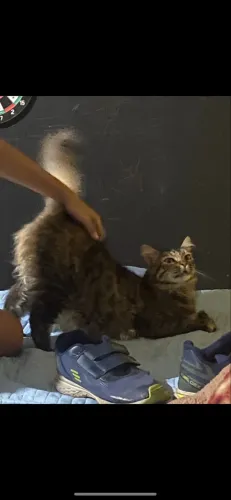 Gata da raça angorá, castrada ? bem dócil e ama criança