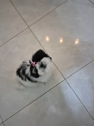 Shih tzu fêmea