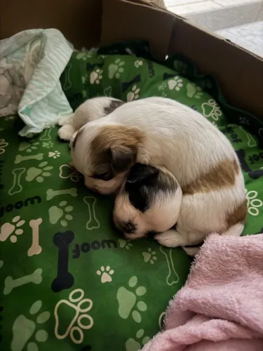 Lhasa Apso 