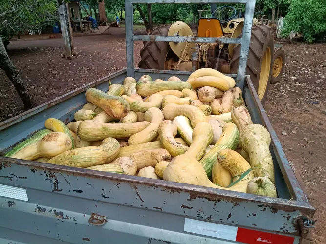 Vendo abóbora madura