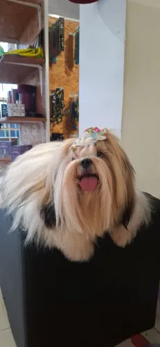 HOSPEDAGEM PET
