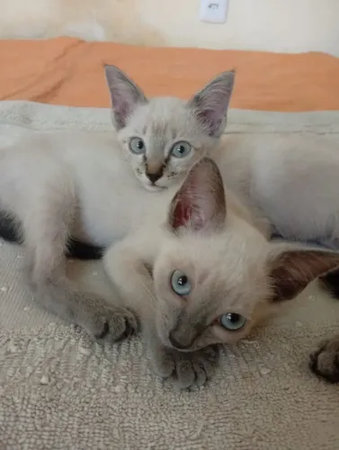 Gatinhos para adoção responsável *)