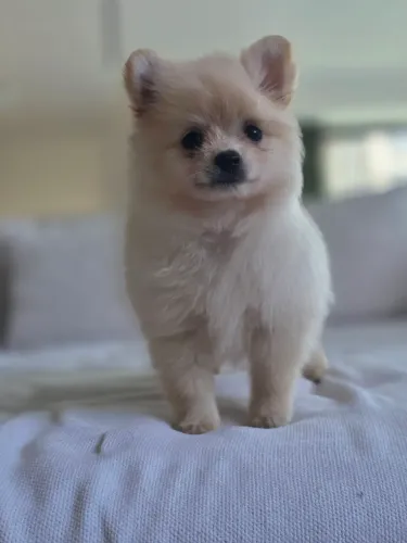 Fêmea  de Lulu da Pomerânea 