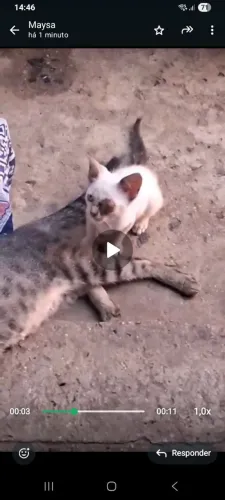 Alguém pra cuidar dele, nao tenho condições 