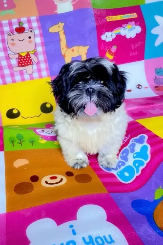 Vendo shihtzu macho