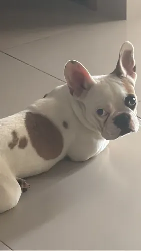 Buldogue francês 